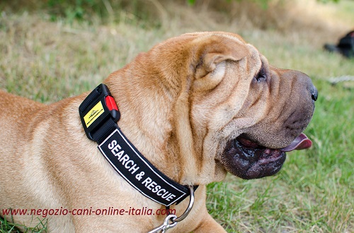 Collare con scritta speciale per cane