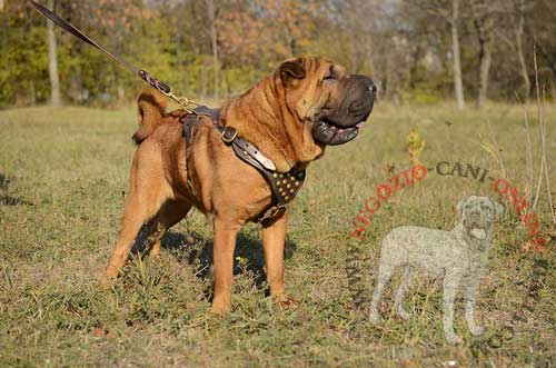 Confortevole pettorina decorata color marrone su
cane di razza Sharpei