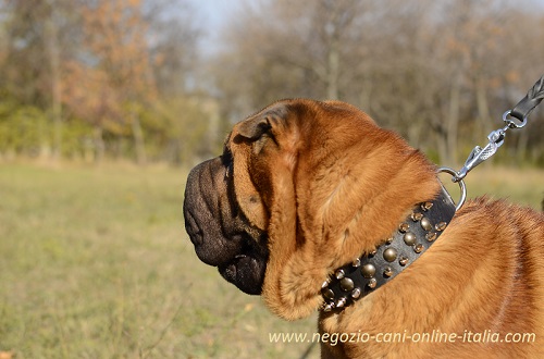 Collare in pelle naturale con decorazioni in metallo
indossato da Sharpei