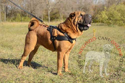 Sharpei con pettorina da traino attaccata
al guinzaglio