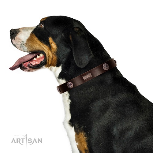 Collare decorato per Swiss Mountain Dog