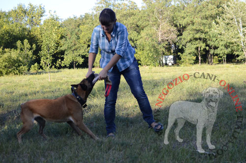 Cane di razza Malinois con straccetto da mordere