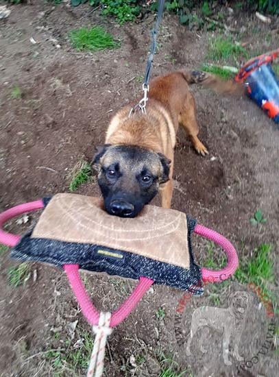 Cuscino da mordere in Tela Francese per cani giovani