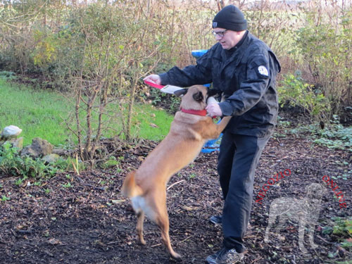 Salamotto da mordere in juta per la formazione del Malinois
giovane