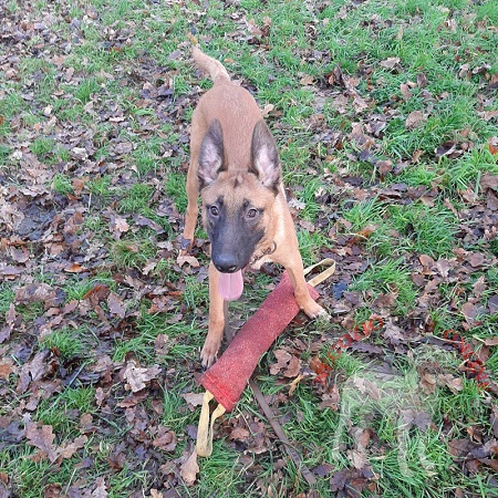 Salsicciotto in Tela
Francese per cane grande