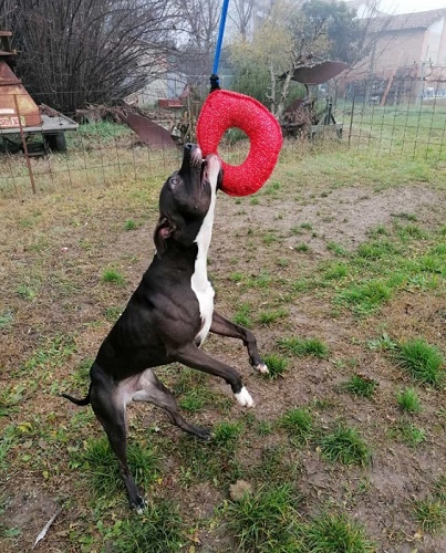 Ciambella Bagel in Tela Francese per cane