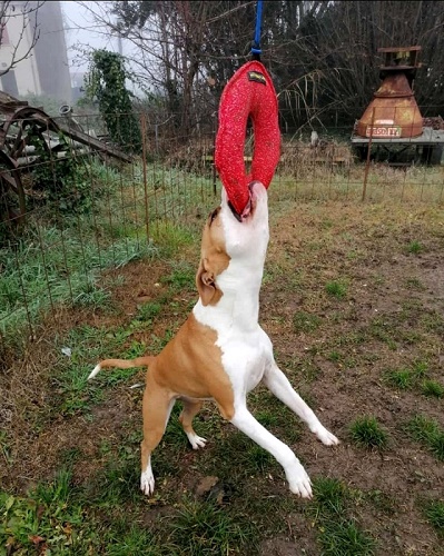 Ciambella Bagel in Tela Francese per cane