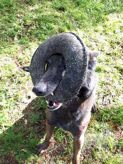 Ciambella da mordere in Tela Francese per formazione
del cane