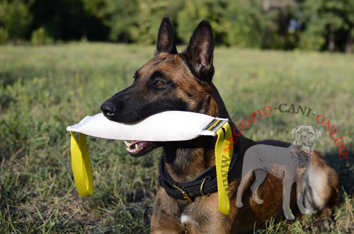 Salamotto da mordere per Malinois