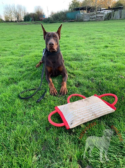 Cuscino da mordere con maniglie per cane