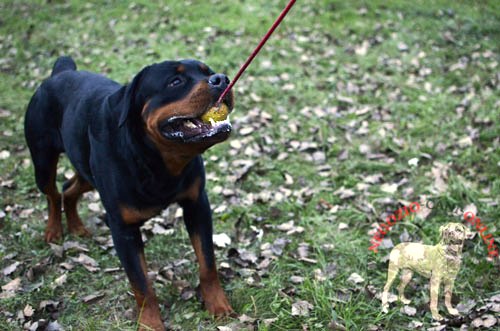 Giochi allegri del Rottweiler con la palla in gomma