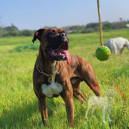 Palla in gomma per giochi del cane