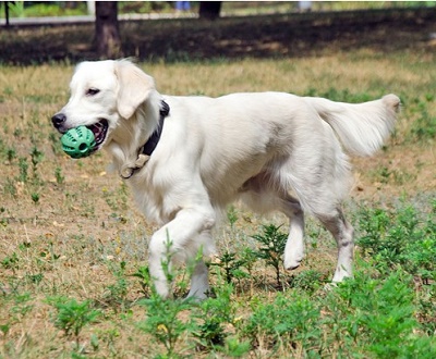 Palla dentale per il gioco del cane