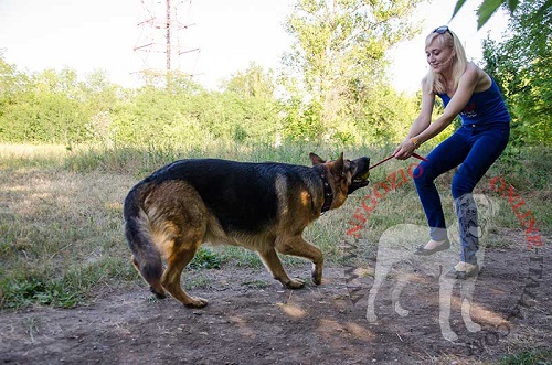 Giochi allegri del cane con la palla in gomma