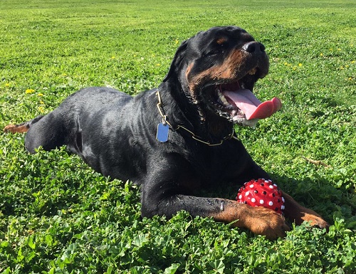 Palla per divertimento del cane