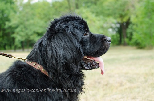 Cane di razza Terranova con il collare decorato con
piastrine quadrate