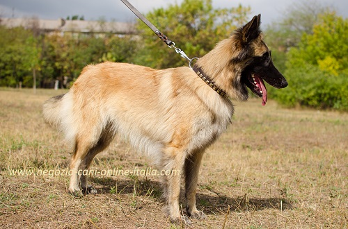 Elegante e resistente collare con decorazioni
indossato da Tervuren