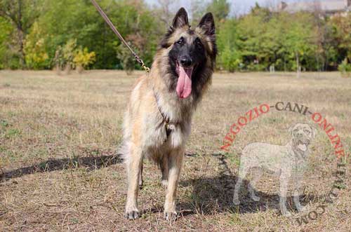 Perfetta pettorina in pelle naturale per
Tervuren