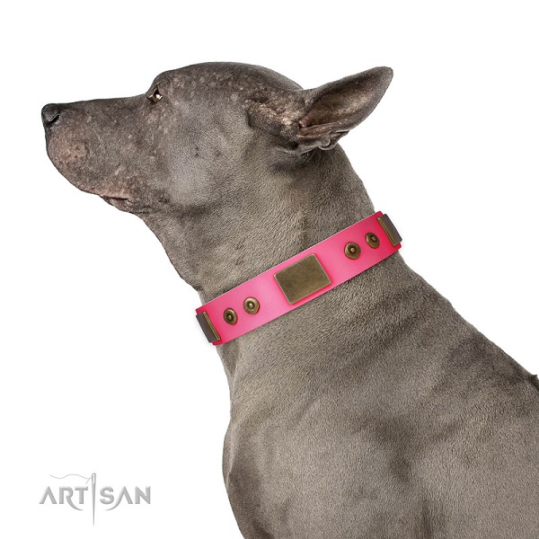 Thai Ridgeback Dog con elegante collare decorato