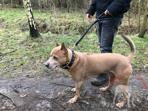 Comodo collare in pelle naturale per
Thai Ridgeback