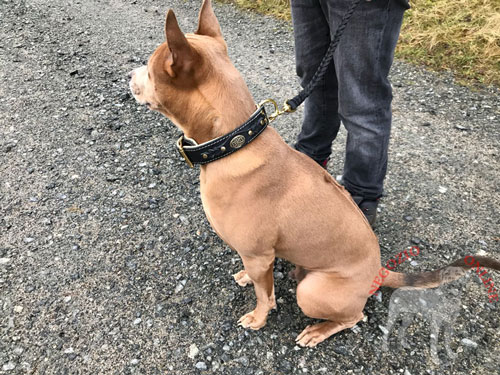 Sicuro guinzaglio in pelle naturale per
Thai Ridgeback