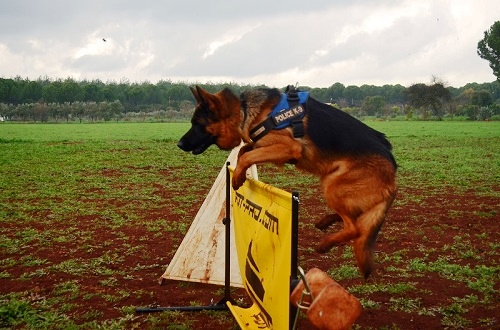 Salto universale per l'addestramento del cane