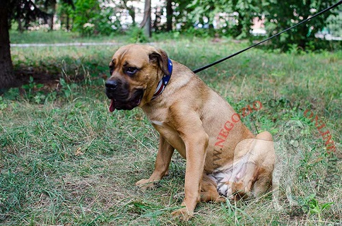 Esclusivo collare con disegno di
bandiera americana indossato da Cane Corso