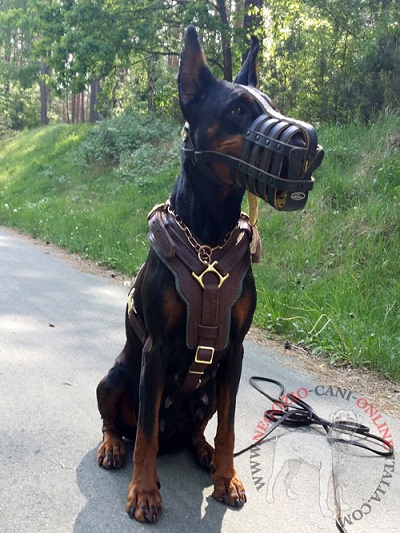 Dobermann con la pettorina in vera pelle