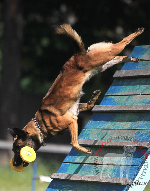 Manubrio in legno per addestramento del cane