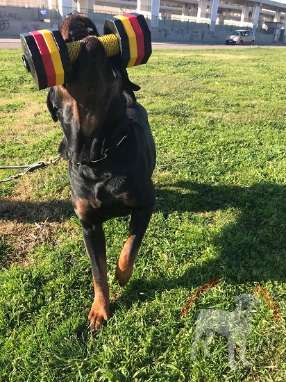 Manubrio in legno per esercizi con cane