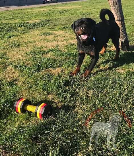 Riportello in legno per esercizi con Rottweiler