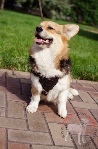 Bellissima pettorina in cuoio per cani di piccola taglia
come Welsh Corgi