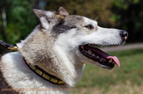 Laika della Siberia con collare in pelle decorato
indosso