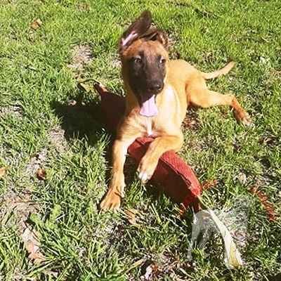 Tug da mordere in Tela Francese
per giochi con Malinois