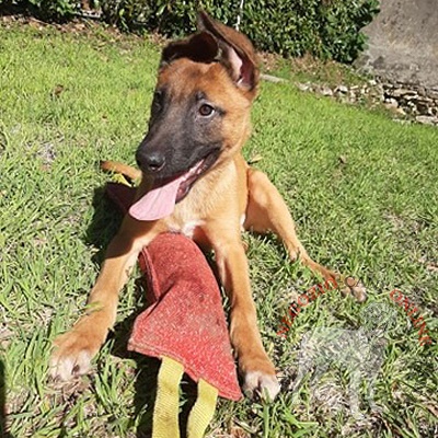 Tug da mordere in Tela Francese
per giochi con Malinois