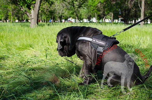 Pettorina in nylon per Mastino Napoletano