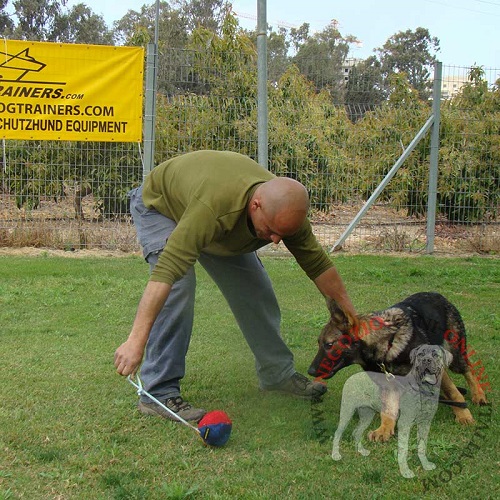 Addestramento del cane giovane con l'aiuto di palla
morbida da gioco