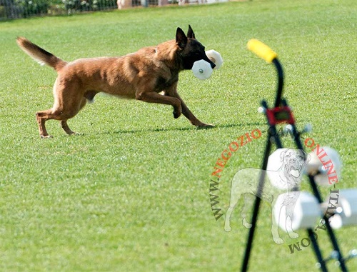 Riportello per addestramento del cane