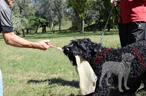 Straccetto da mordere in juta per
giochi e addestramento del cane giovane