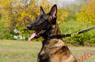 Collare a strozzo in cuoio doppio "Rattlesnake" per Malinois