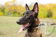 Collare in vera pelle "Holy Simplicity" per Malinois, 12 mm Collare in vera pelle "Holy Simplicity" per Malinois, 12 mm