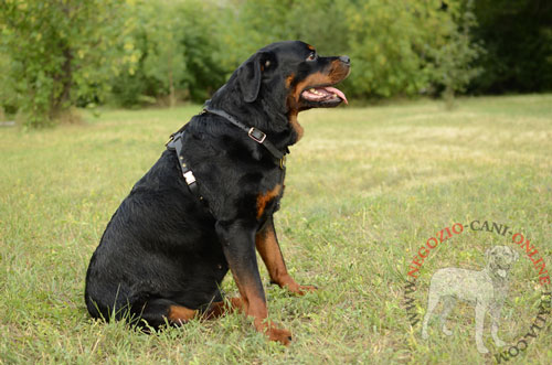 Ottima pettorina per 
Rottweiler