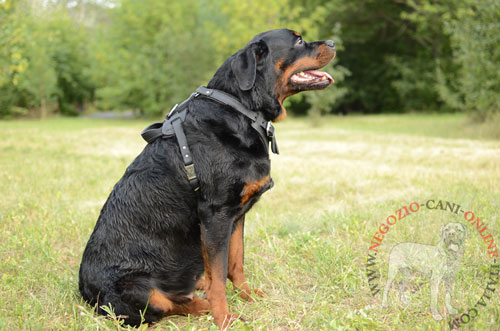 Migliore pettorina per 
Rottweiler