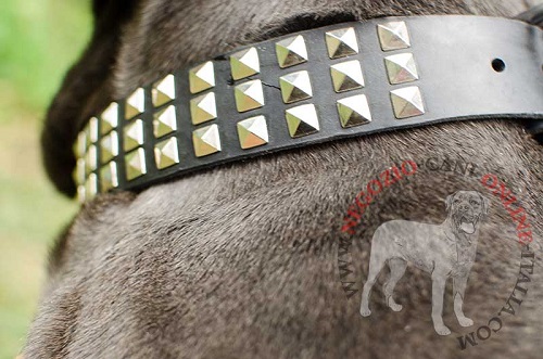 Mastino Napoletano con spettacolare collare con
tre file di piramidi indosso