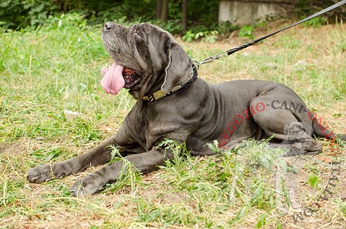 Collare in cuoio con piastrine e borchie a punta
idossato da Mastino Napoletano