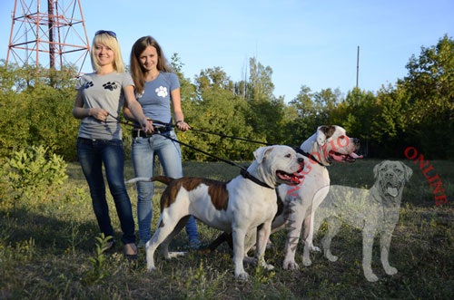 Resistente collare per passeggiate con Bulldog Americano