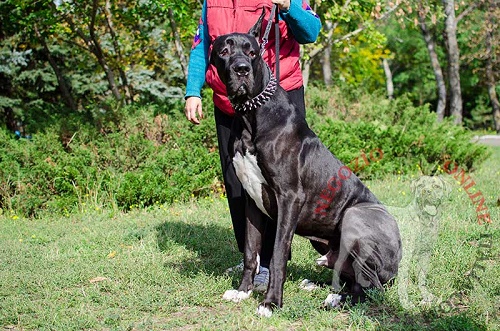 Bellissimo collare con borchie a
punta 
per passeggiate con Alano