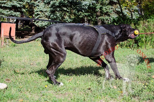 Pettorina multiuso indossata da Alano