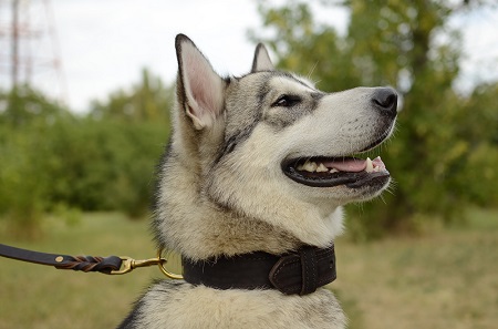 Comodo collare in doppio strato di pelle indossato da
Alaskan Malamute