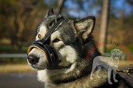 Museruola antiabbaio in cuoio "Everyday" per Alaskan Malamute Museruola antiabbaio in cuoio "Everyday" per Alaskan Malamute